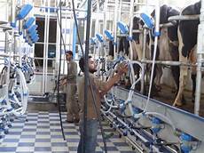 Single Milking Systems