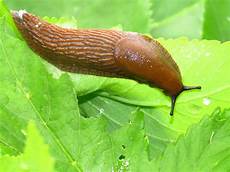 Slug