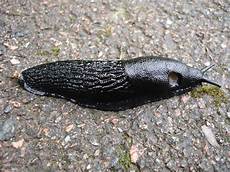 Slug