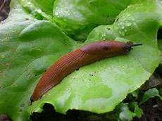Slug