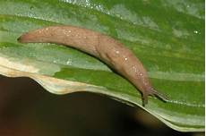 Slug