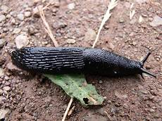 Slugs