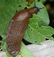Slugs
