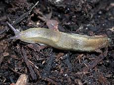 Slugs