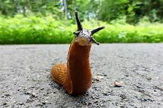 Slugs