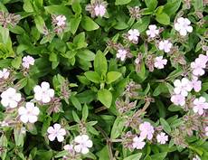 Soapwort Mixer