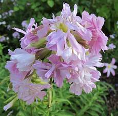 Soapwort Mixer