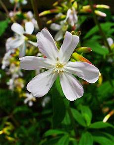 Soapwort Mixer
