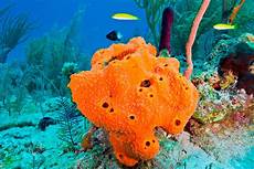 Sponge