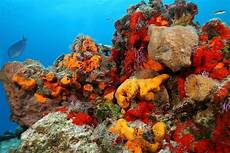 Sponge
