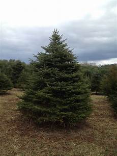 Spruce