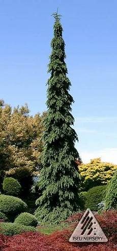 Spruce