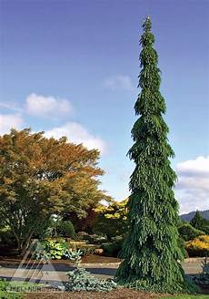 Spruce