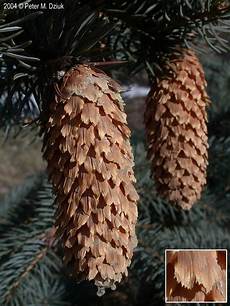 Spruce