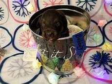 Sugar Pot