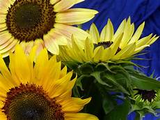 Sunflower Seed