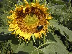 Sunflower Seed