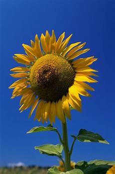 Sunflower Seed