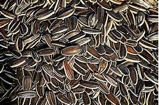 Sunflower Seeds
