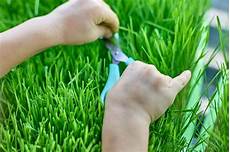Wheat Scissors