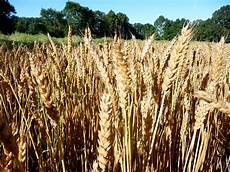 Wheats