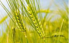 Wheats