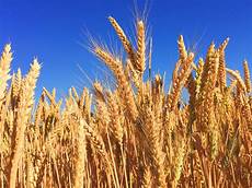 Wheats
