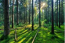 Woods