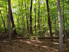 Woods