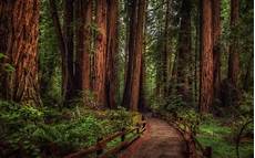 Woods