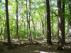 Woods