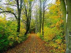 Woods